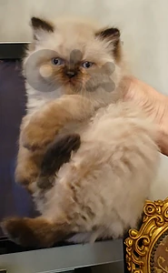 قطط هيمالايا  صغيرة للبيع ب 125$