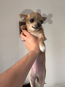 Mini Chihuahua for sale