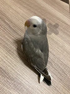 روز مورض