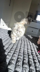 adult cats for sale affordable prices  all vaccinated