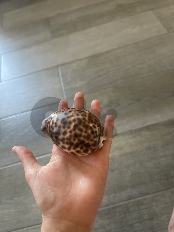 seashel
