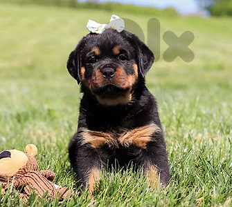 Rottweiler Puppies Available | dog كلاب ✨️