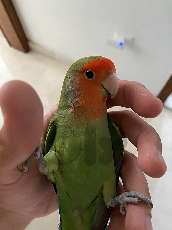 Super tamed bird