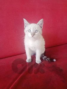 Siamese kitten for sale