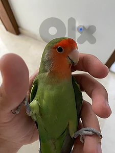 Super tamed bird