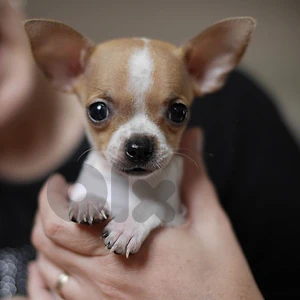 Small Chihuahua Puppies Available كلاب