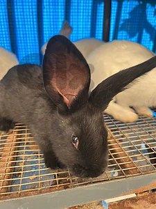 rabbits for sale