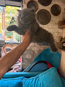 persiam kitten for sales