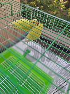 Budgerigar
