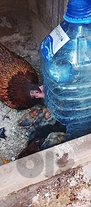 قرقه مع صيصان براكل للبيع