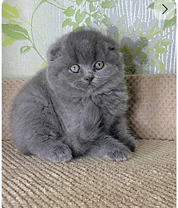 kittens