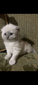 قطط سكوتش فولد