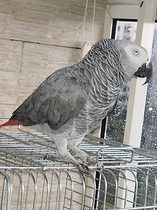 African Grey Parrot