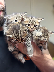 tabby cat for sale