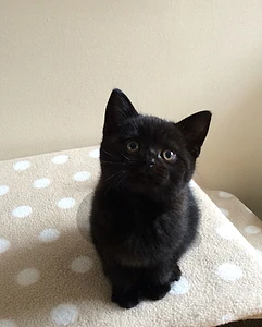 Black British kitten