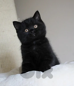 British shorthair black
