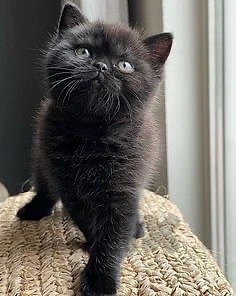 British Kitten black