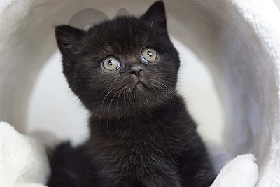 Black British shorthair kitten