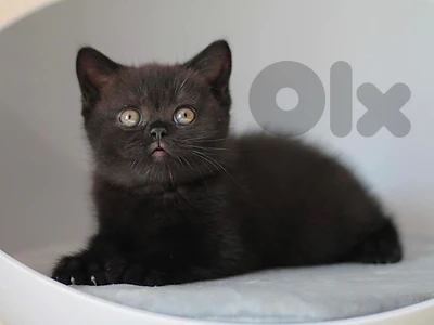 British Black DELIVERY kitten