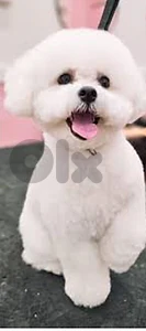 بعبدا