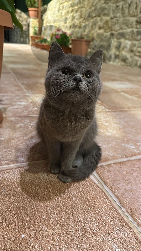 british cat