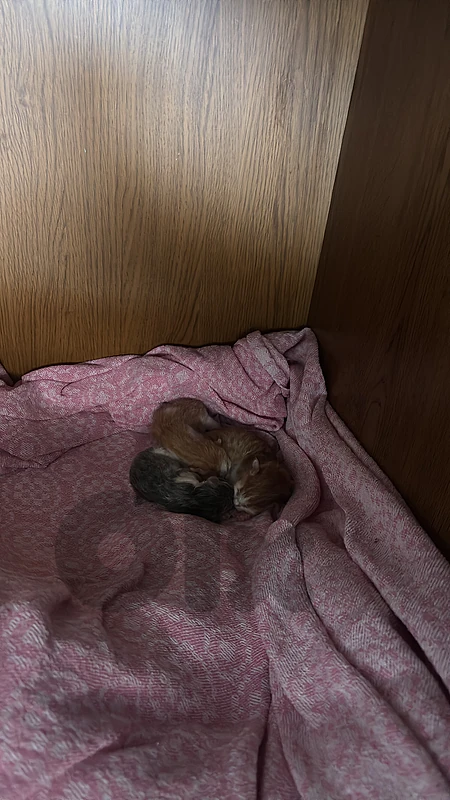 kitten