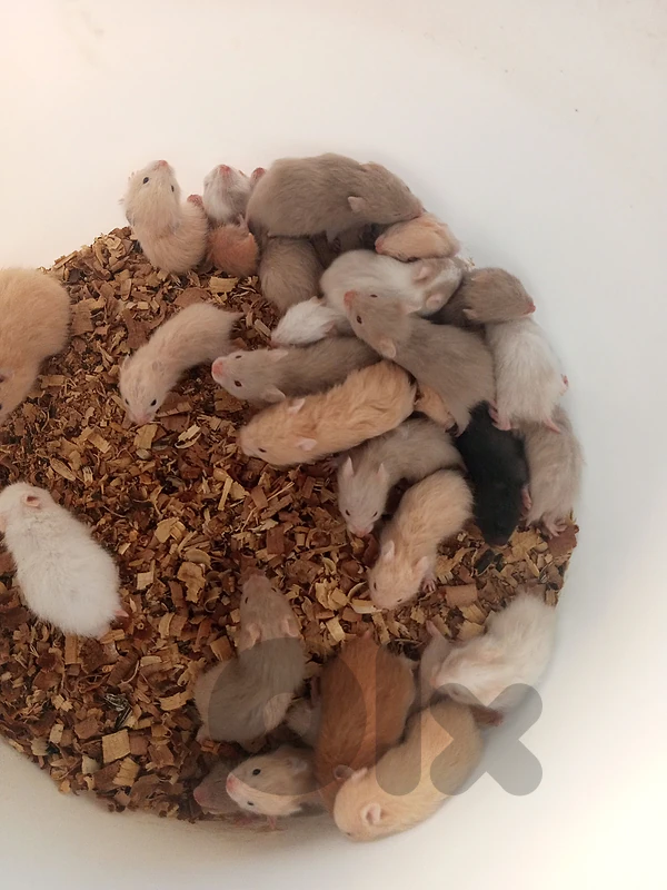 hamsters for sale
