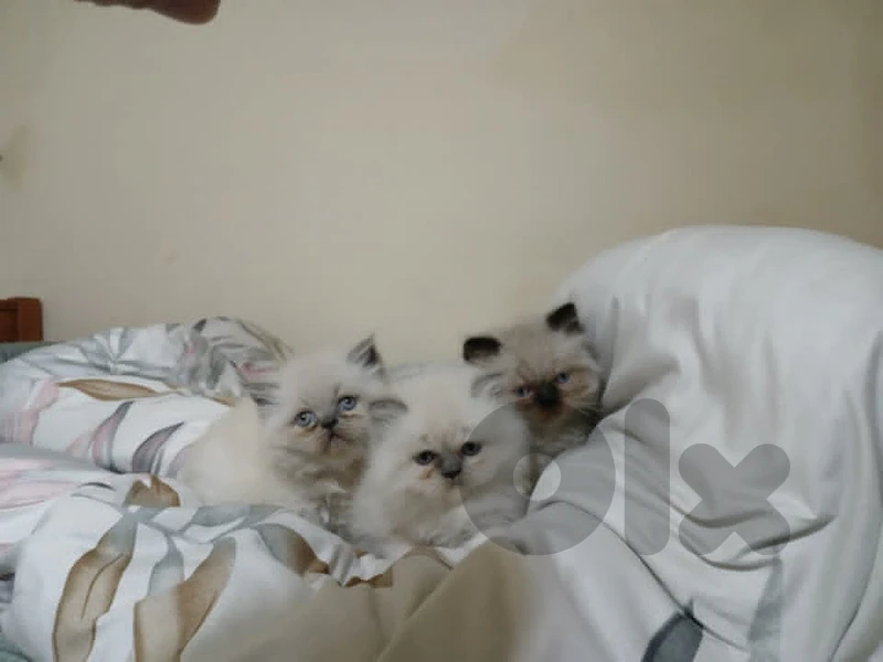 himalayan kitten3 - قطط هيمالايا  270$