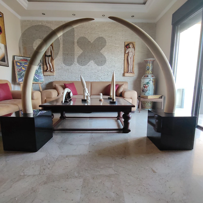 عاج جوز