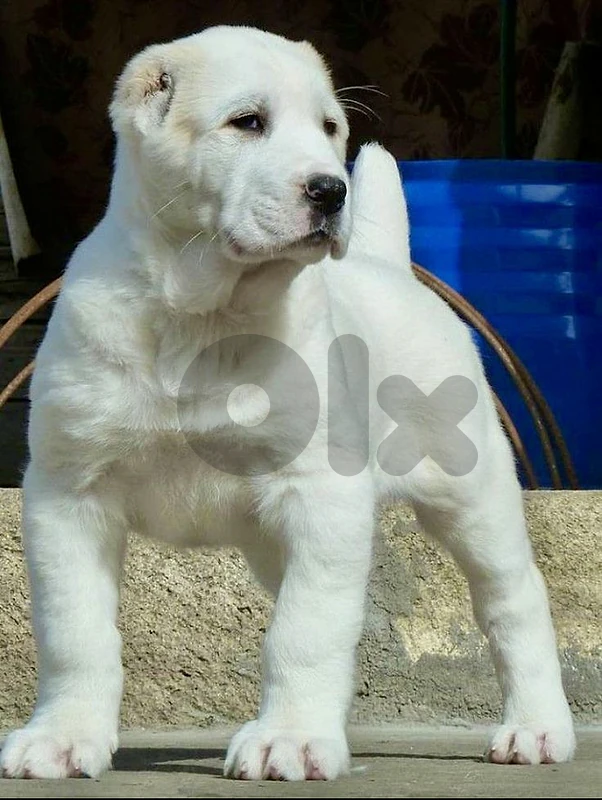 Alabai (Central Asian Shepherd) Puppy / dog كلاب