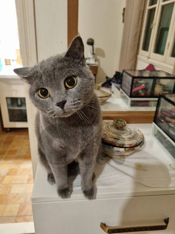 sweet cat for adoption