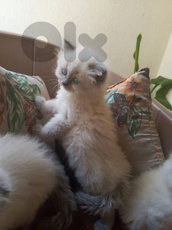 بيروت طريق الجديده