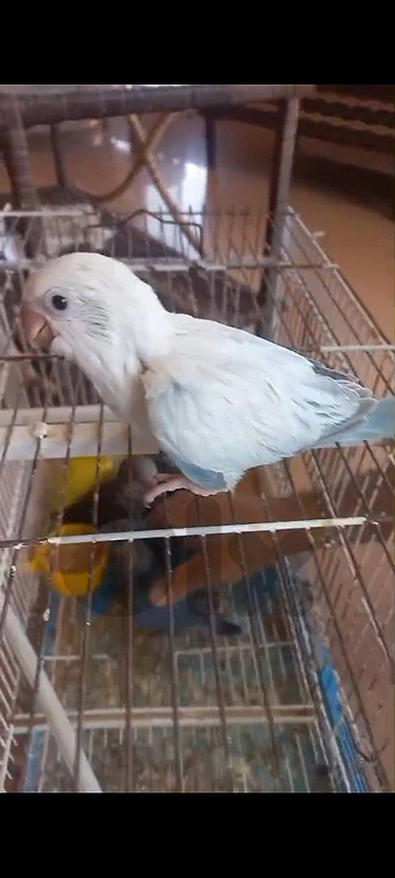 tafra bayda mashau zara2 fetih