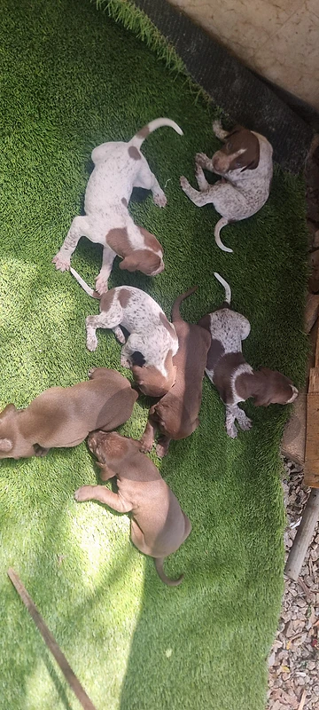 getman shorthaired pointer puppies (GSP, braque allemand)