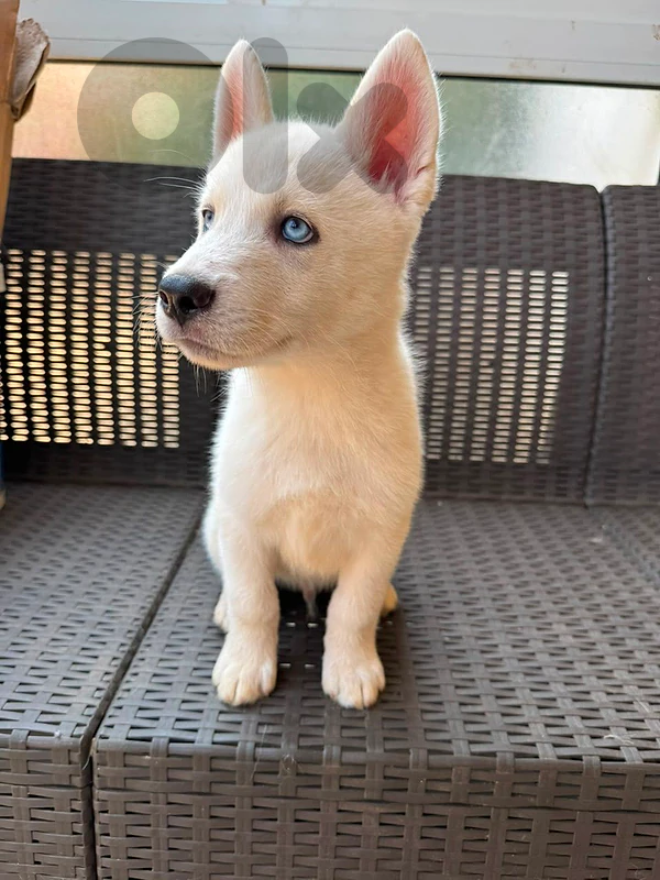 husky