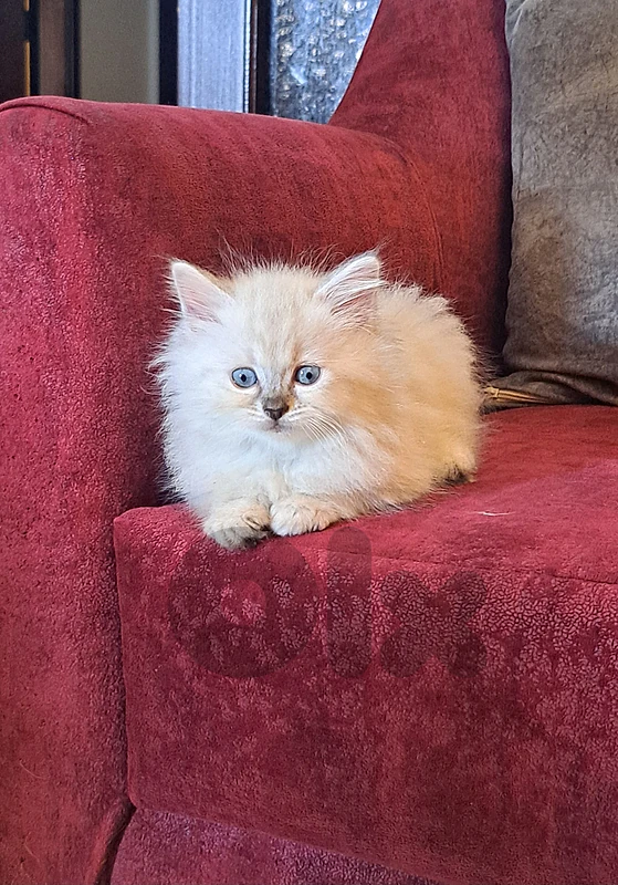 persian, himalayen kittens for sale