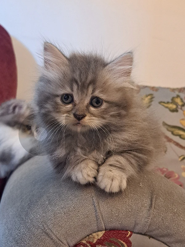 persian, himalayen kittens for sale