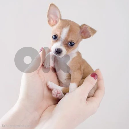 Chihuahua Puppies Small | delivery & in store
