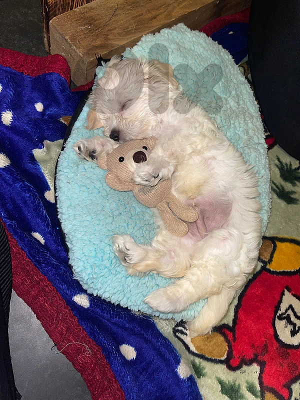 maltipoo maltese