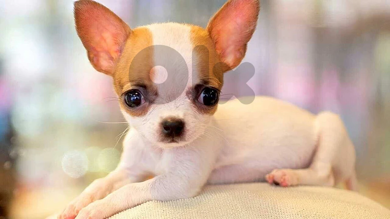 Cute & Small Chihuahua Puppies | in store & delivery