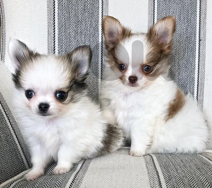 Longhair Chihuahua
Tiny Royalty with a
Luxurious Coat puppy dog كلاب