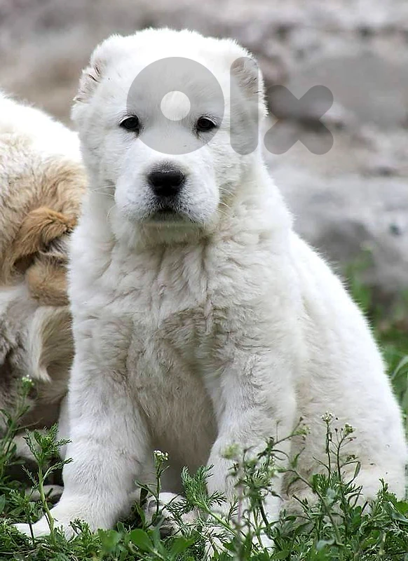 Alabai |Central Asian Shepherd| True Protector  dog كلاب