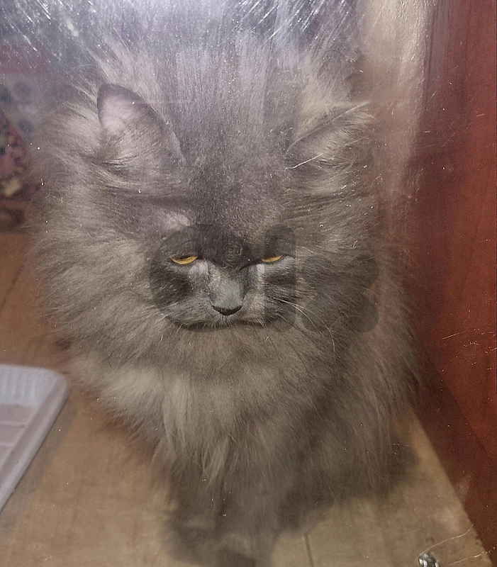 persian cat for adoption