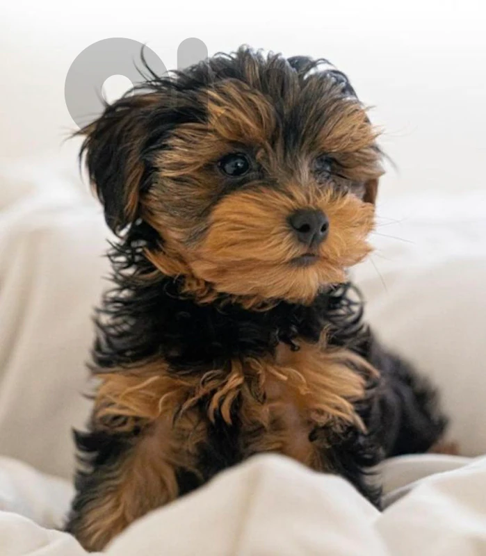 Yorkipoo Puppy – Adorable, Smart & Family-Friendly dog كلاب 🐶✨