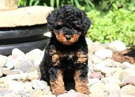 🐩 Toy Poodle Black & Tan – Premium Quality Puppy 🖤🤎 dog كلاب