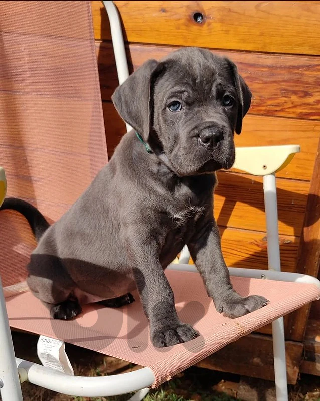 Cane Corso Puppy – Powerful, Loyal & Exceptional 🐾 dog كلاب