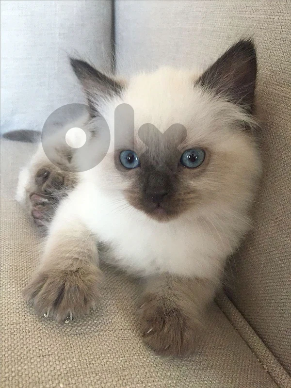 Siamese Kitten available