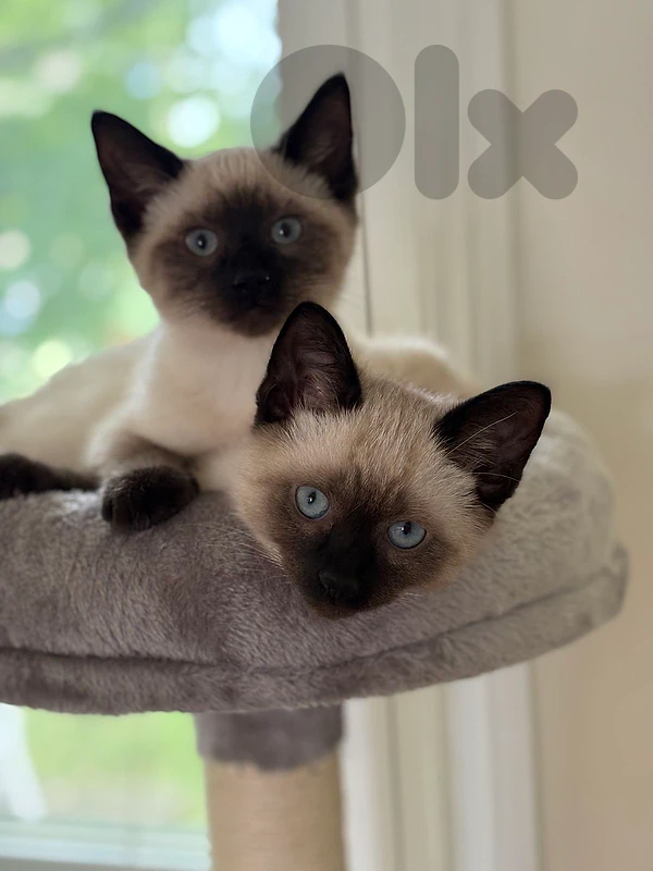 Siamese kittens available