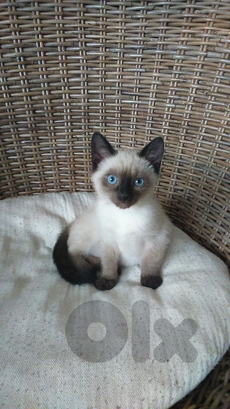 Siamese kitten Adorable delivery