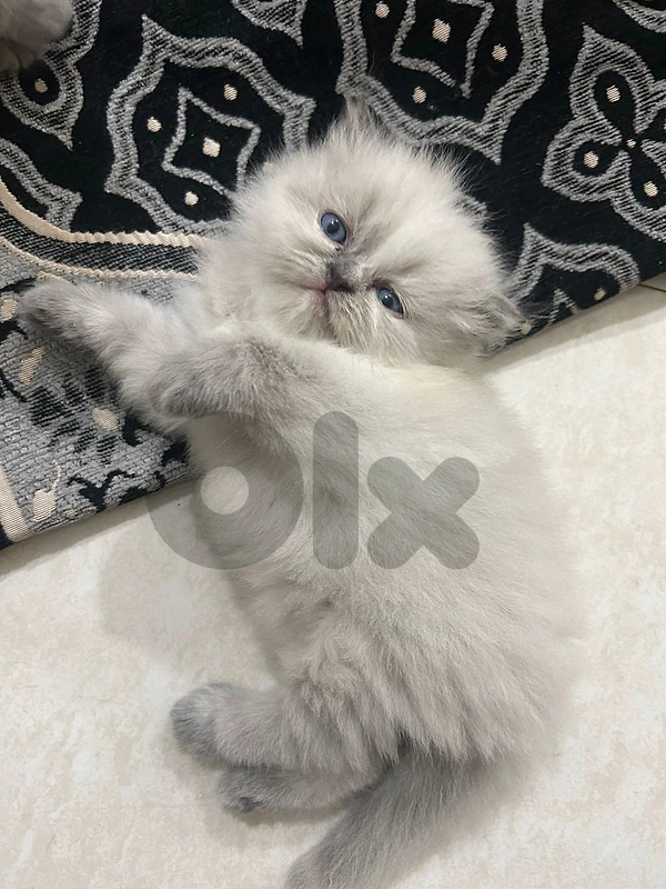 Persian himalayan very high quality